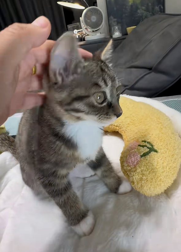 主人：來貓貓，摸一下～