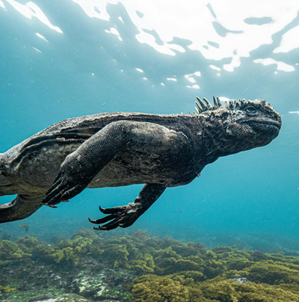 海裡驚現「迷你哥吉拉」！
