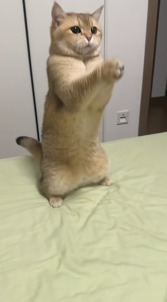 喵：真是不可思議啊！我竟然接住了欸！