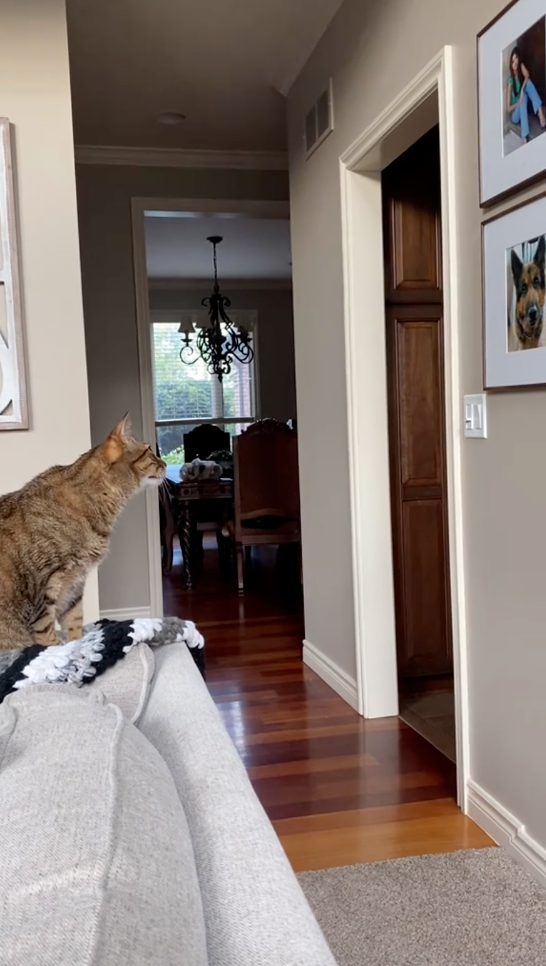 Louie一定也很想念Rocco吧！