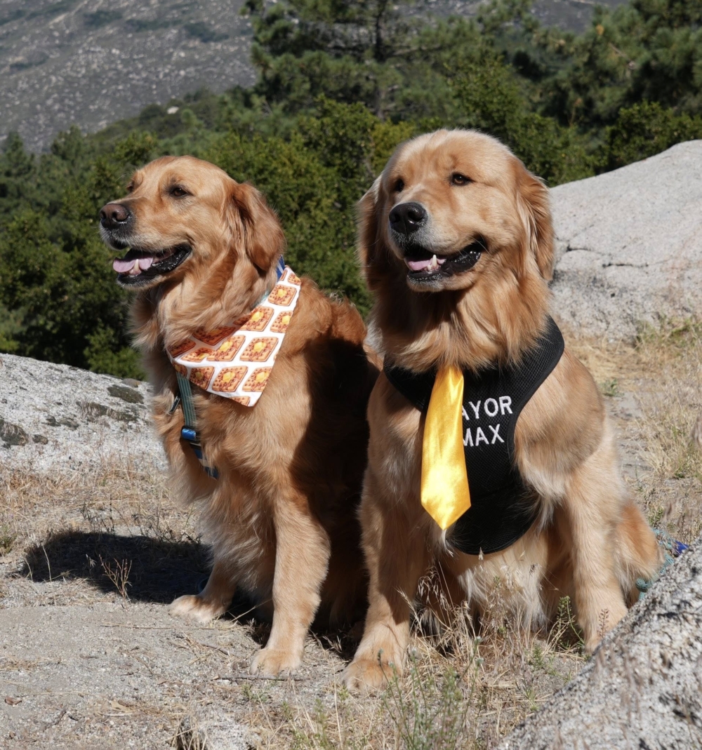 狗狗領航，小鎮人氣旺上加旺！