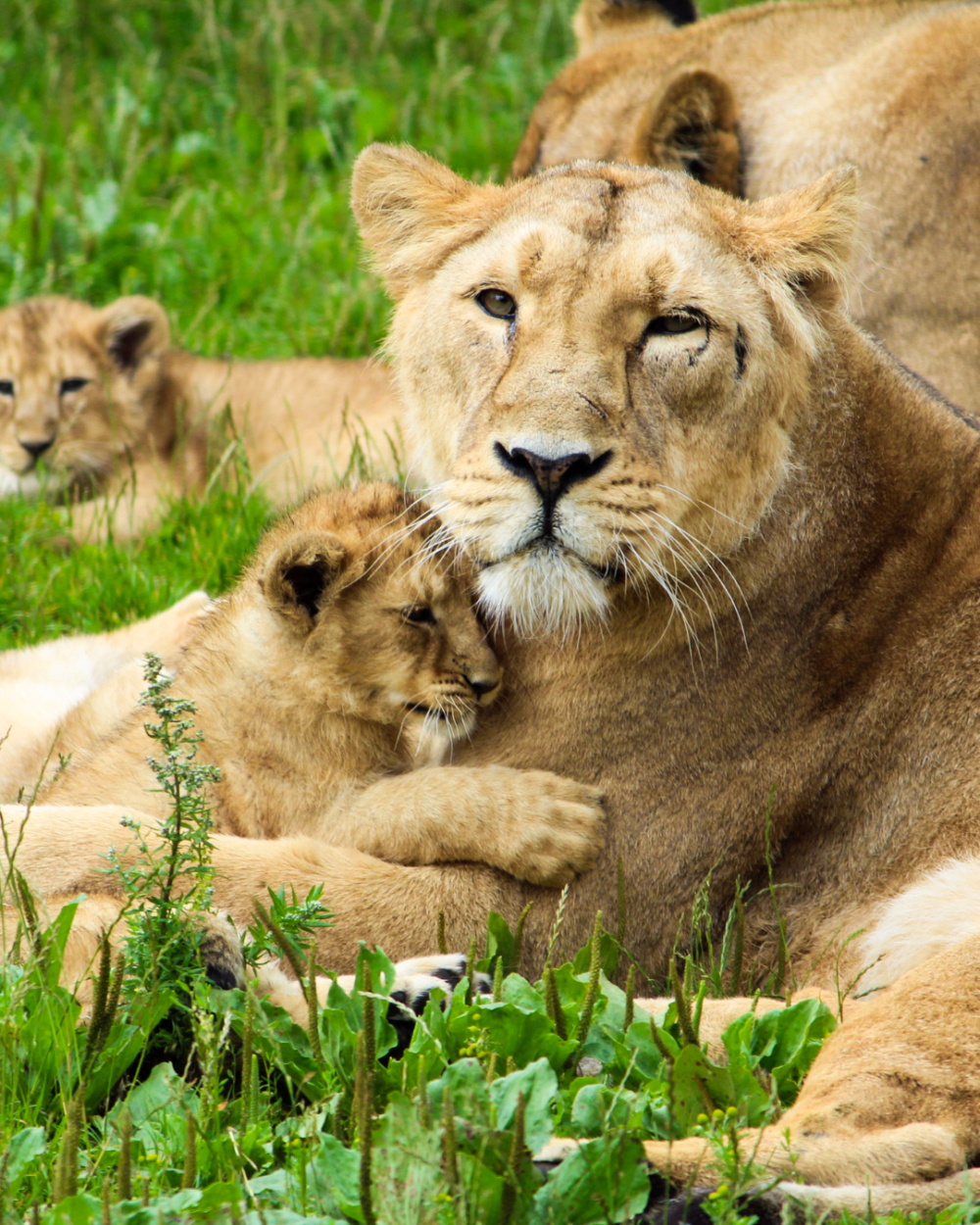 病馬主人決定捐出女兒心愛坐騎。