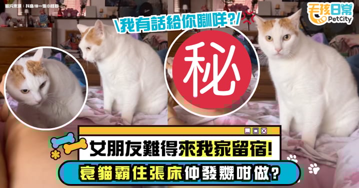 女子霸佔了貓咪床位 貓星人全程委屈像要哭 最後牠竟然「這樣」做!【有片】