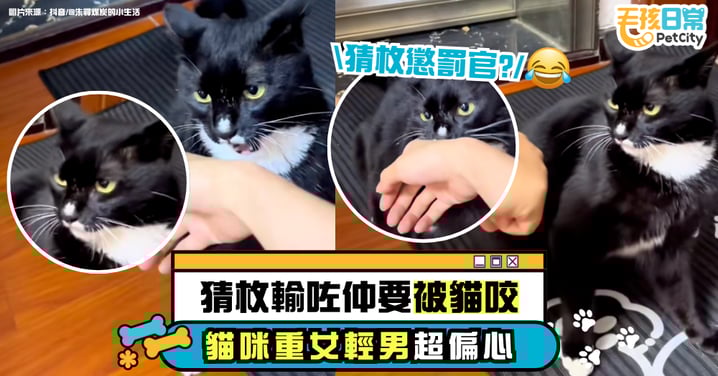 玩猜拳輸了就被貓咬 結果貓咪超偏心!爸爸慘遭狠咬 媽媽卻享VIP待遇!