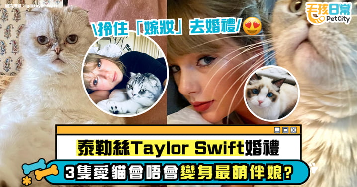 泰勒絲Taylor Swift傳出婚訊!3 隻愛貓會現身婚禮?Olivia 身價高達港幣 2.5 億!