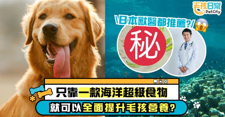 日本獸醫都推薦!只靠一款海洋嘅超級食物,就可以全面提升毛孩營養?