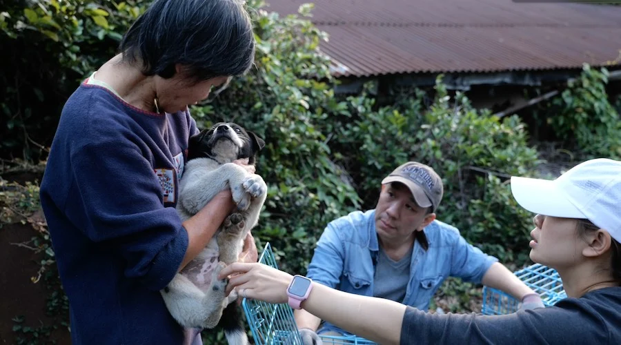 從牠們被棄養、遭受虐待到獲得醫治和安置的整個過程，導演區焯文通過細膩的鏡頭語言，真實呈現了每一隻流浪動物的掙扎與重生。