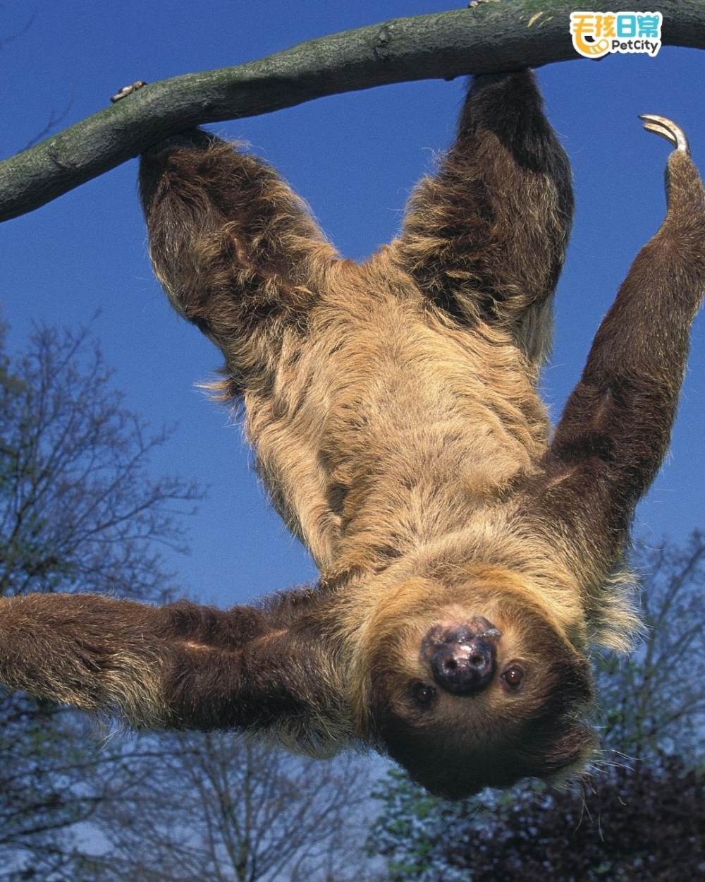 除了潛水憋氣這招讓人佩服，牠還自帶一堆奇特技能，簡直像開滿技能樹的冷門英雄！