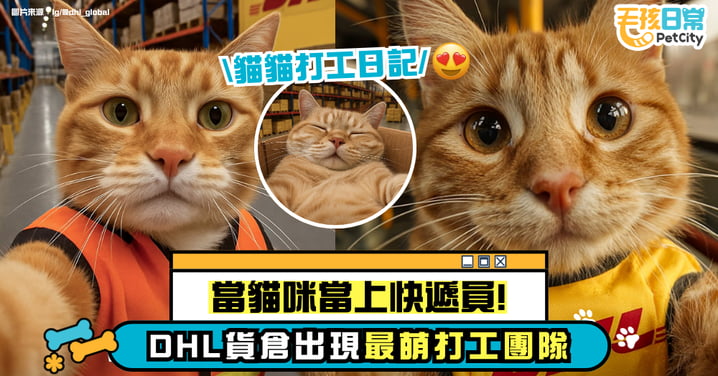 當貓咪當上快遞員!DHL 倉庫出現最萌打工團隊 這樣的貓員工你給幾分?