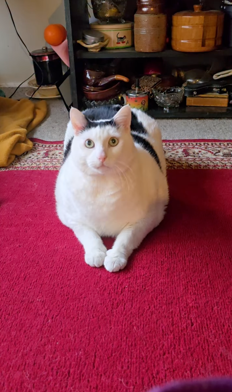 看到貓咪本尊腦海有沒有馬上出現「那個聲音」？