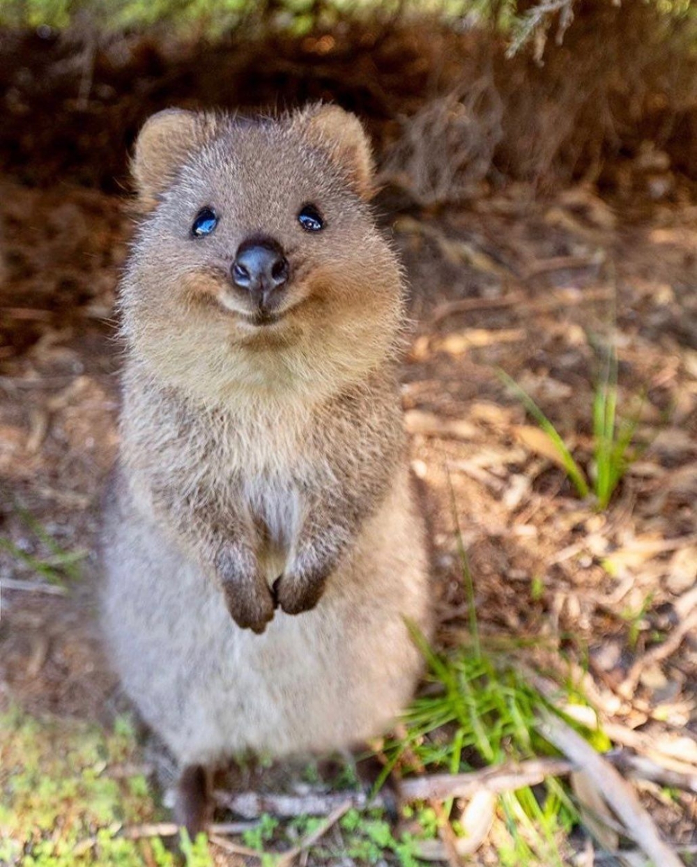 世界最幸福的動物：短尾矮袋鼠Quokka｜牠為什麼總是在笑？, image size:1000x1244