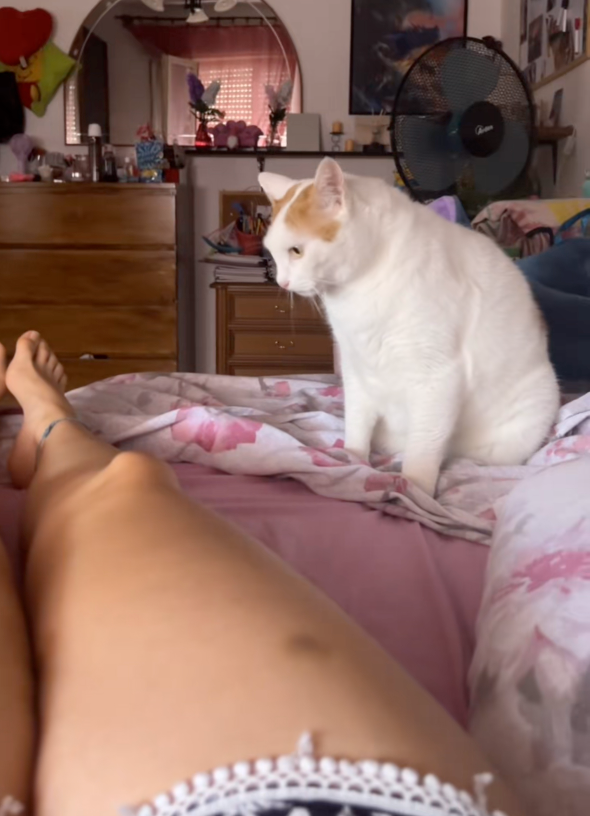 貓咪越想越氣，表情還看起來有點委屈。