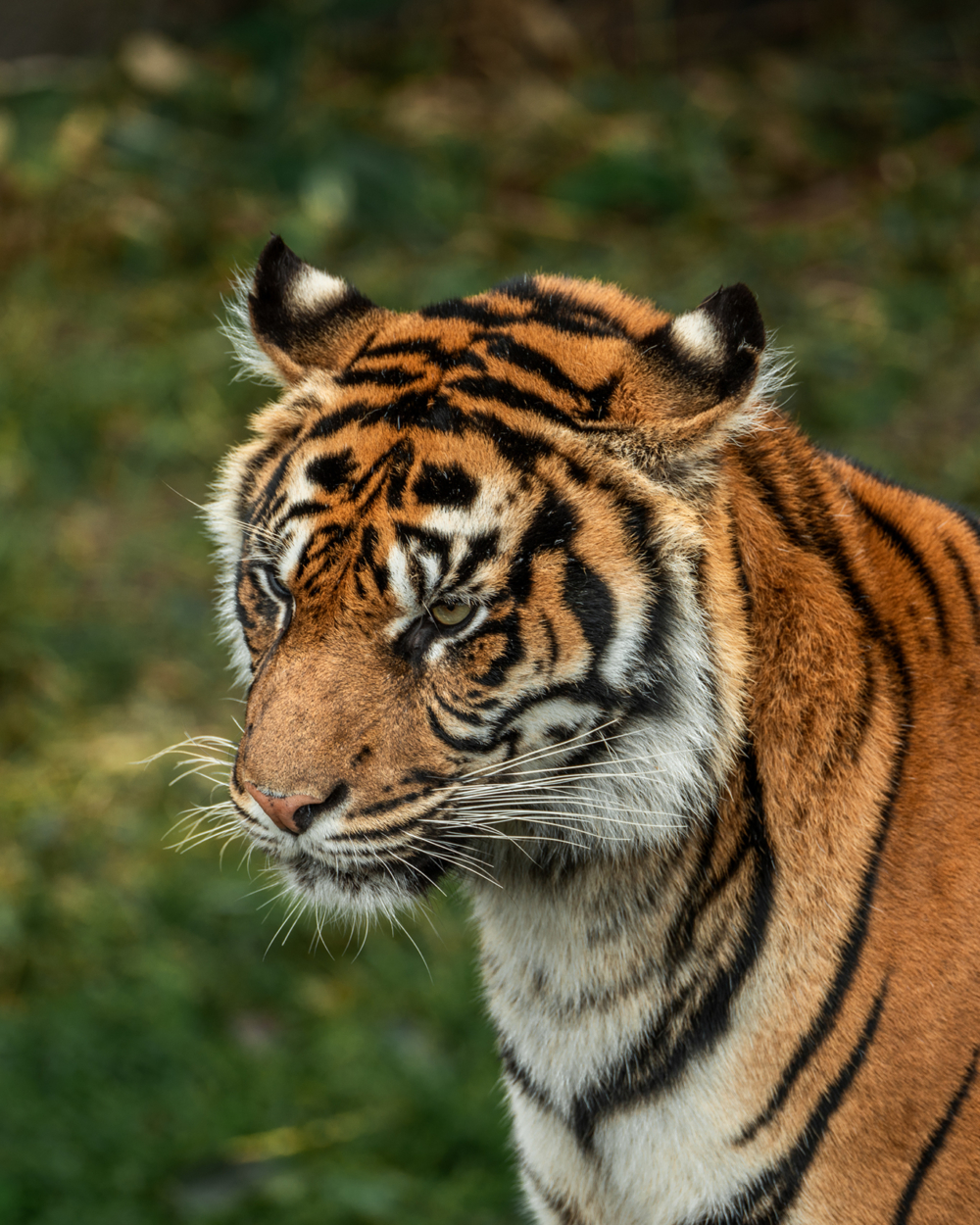 丹麥動物園徵捐活體寵物餵猛獸。