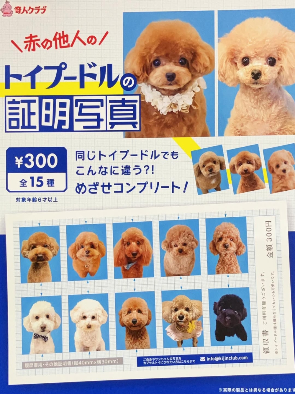 貴賓犬：一本正經的反差萌。 