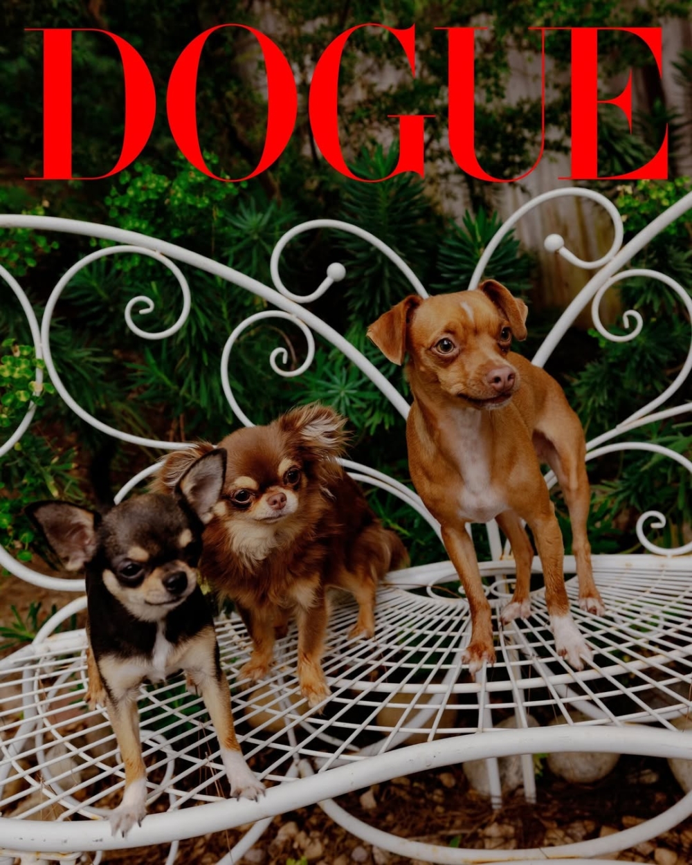 這些案例顯示，狗狗不僅僅是秀場的話題焦點，更成為品牌敘事與市場策略的一部分。 