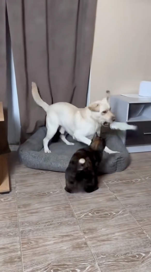 喵：「啪」的一下把狗狗的玩具打飛！