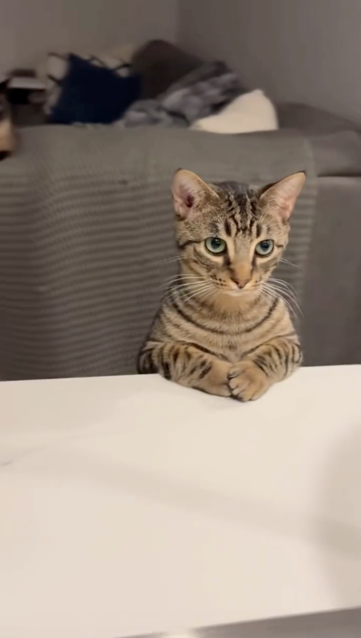 乖乖等待投餵。