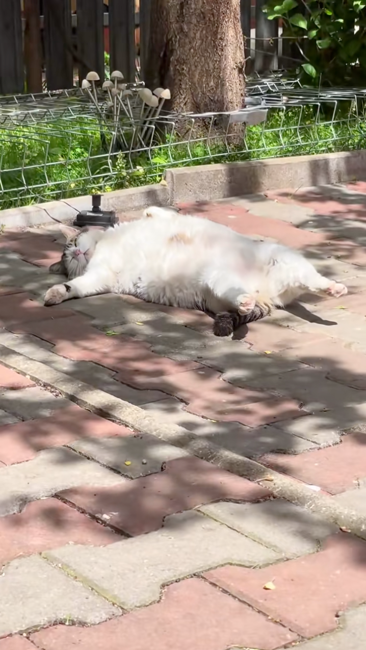 不是說貓咪是一種很警惕的動物嗎？