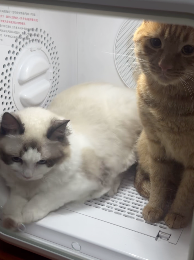 布偶：好啦～那麼兇幹嘛！（委屈屈的趴下了）