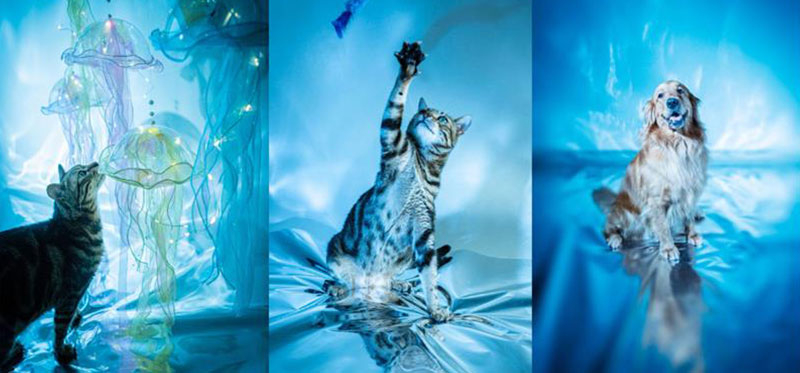 KENNETH KWAN 寵物攝影