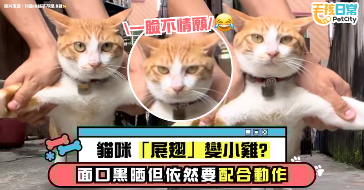 貓咪模仿小雞練飛行？表情卻出賣了真正心聲 喵：你看我像是願意的嗎？