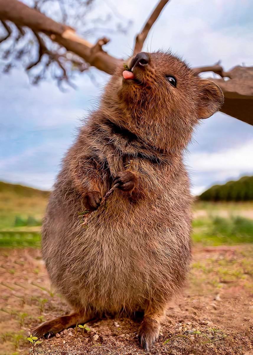 世界最幸福的動物：短尾矮袋鼠Quokka｜牠為什麼總是在笑？, image size:857x1200
