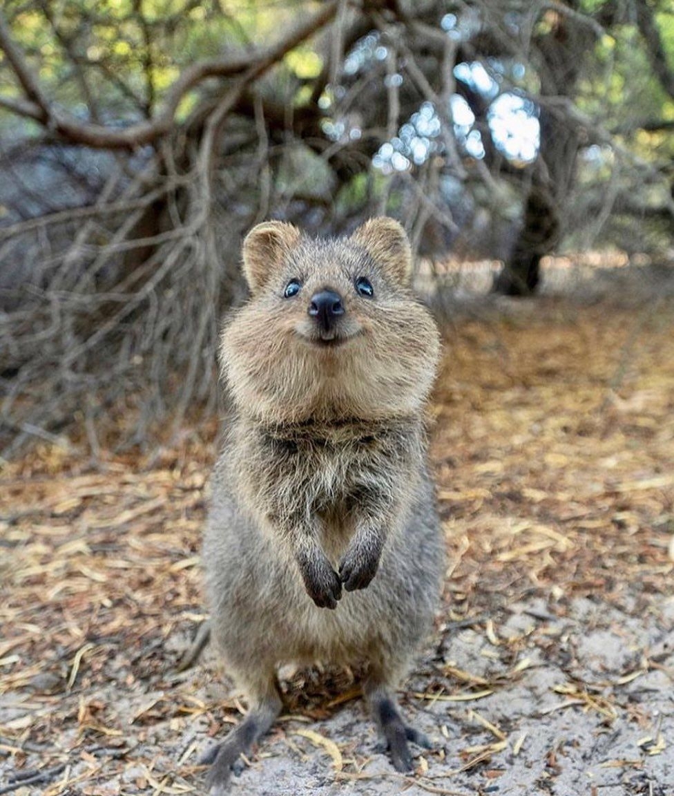 Quokka也被稱為「世界上最會拍照的動物」