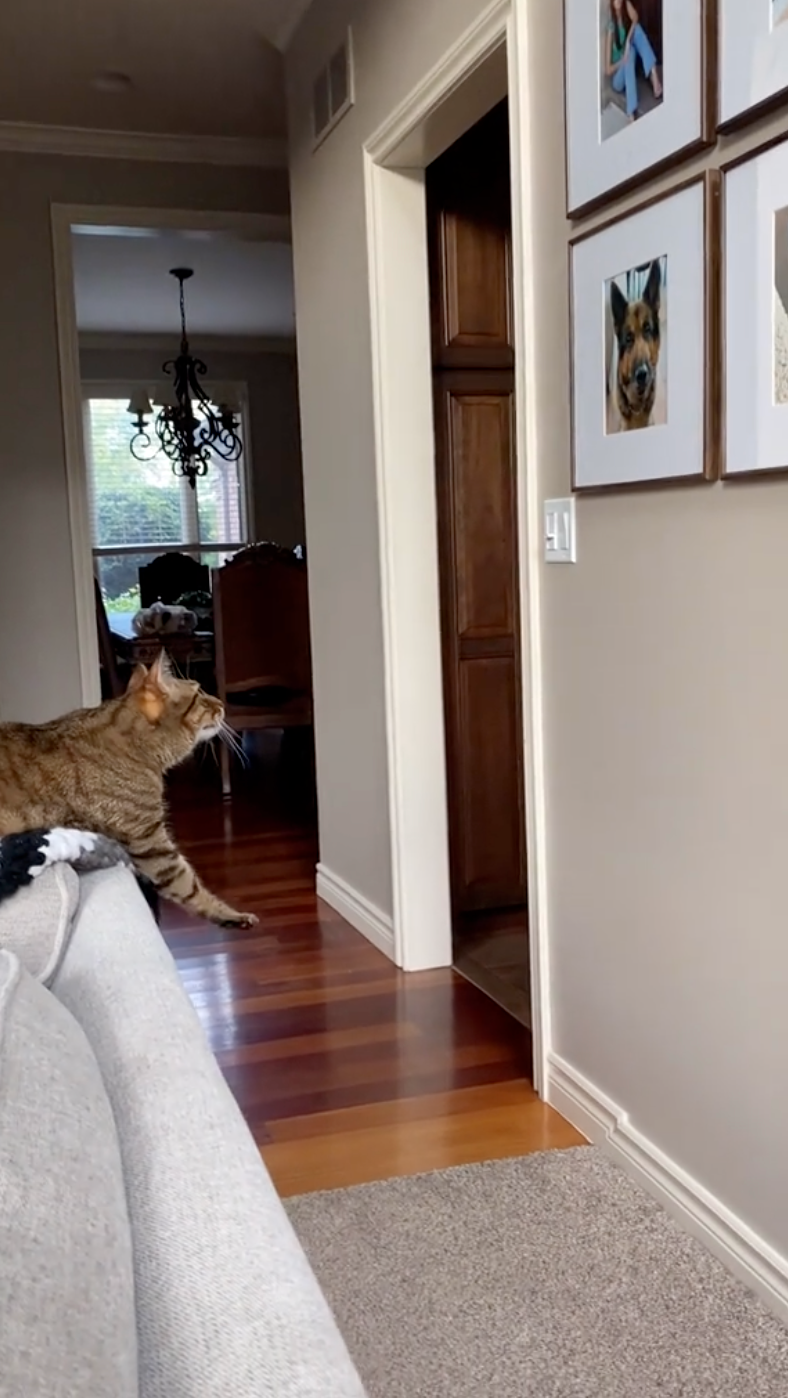  喵：Rocco～你怎麼自己先走了呢？