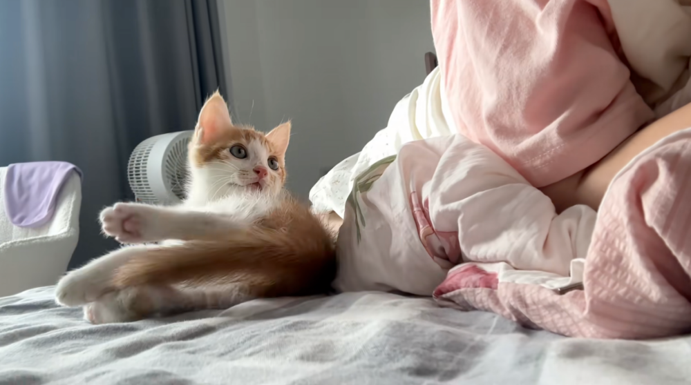 喵：你剛剛聽見了嗎？！