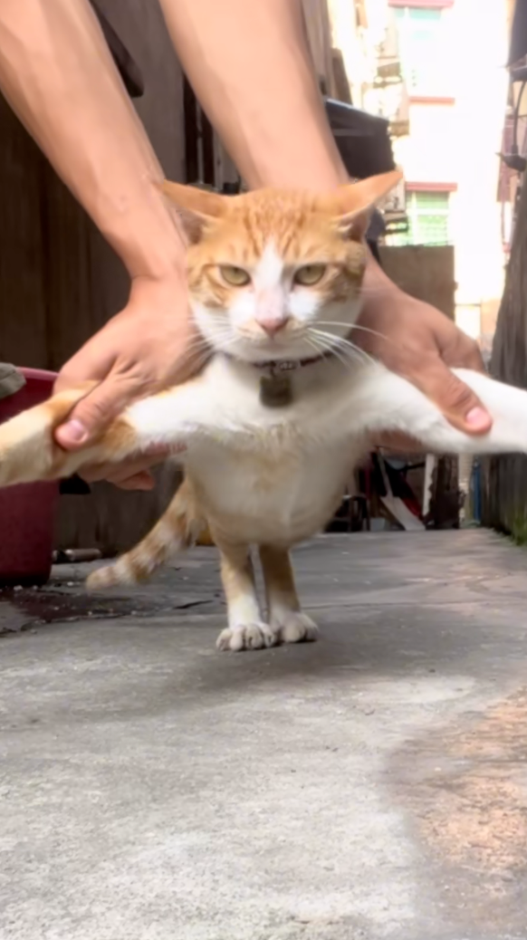 喵：這奴才怎麼這麼幼稚呢！