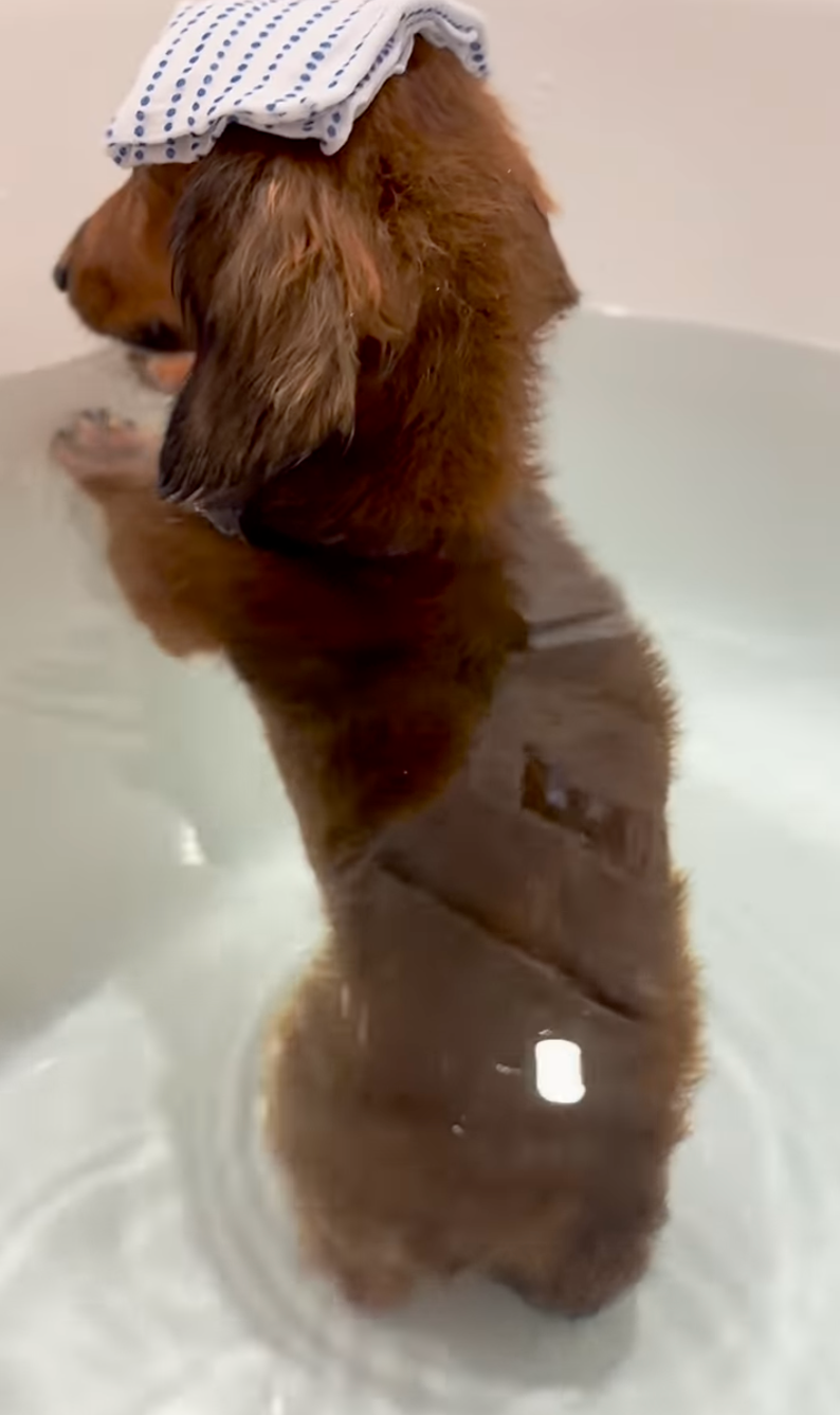 不少網民留言直呼「世界上最療癒的屁」！