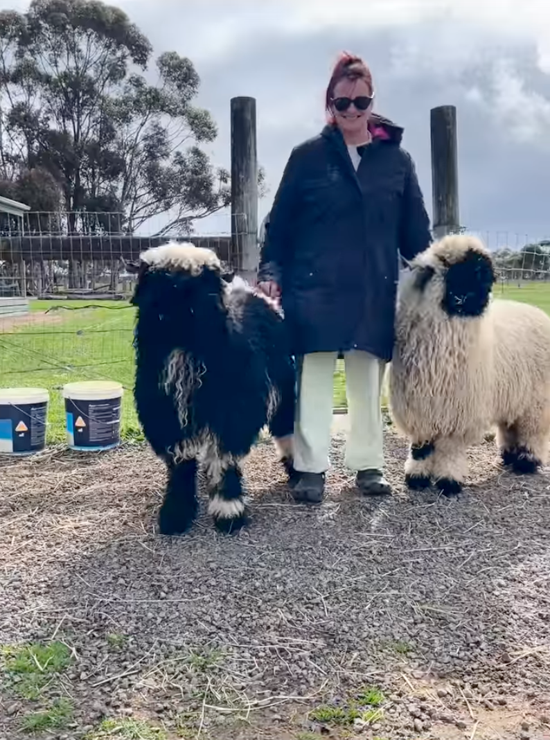 瓦萊黑鼻羊（Valais Blacknose Sheep）有著圓滾滾的身體、鬆軟捲毛，加上那雙黑色的臉蛋，長年被譽為「世界上最可愛的羊」！