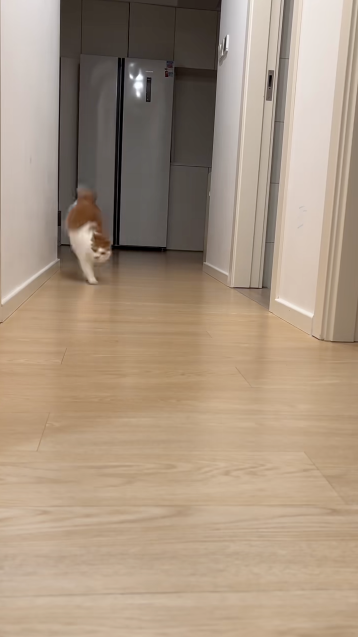 每次經過小走廊都要往上踩一腳！