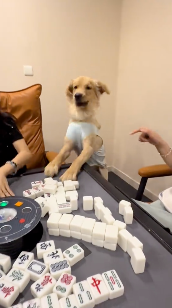 狗狗一臉開心還一直蹦蹦跳跳的根本控制不住自己的身體～