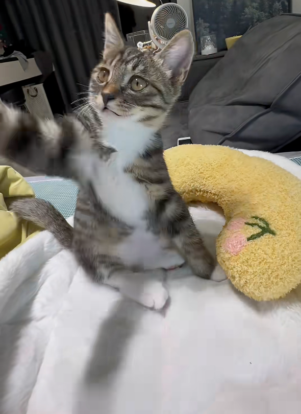 喵：你幹什麼？！