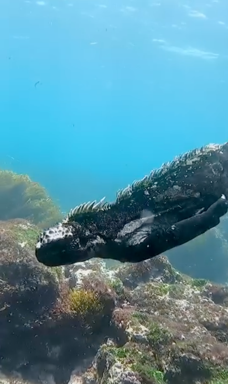 這是不是長得有點嚇人了？XD