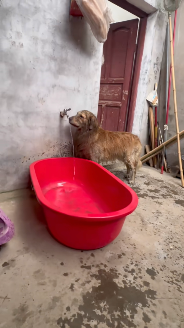 動作非常流暢，還知道先去開水～