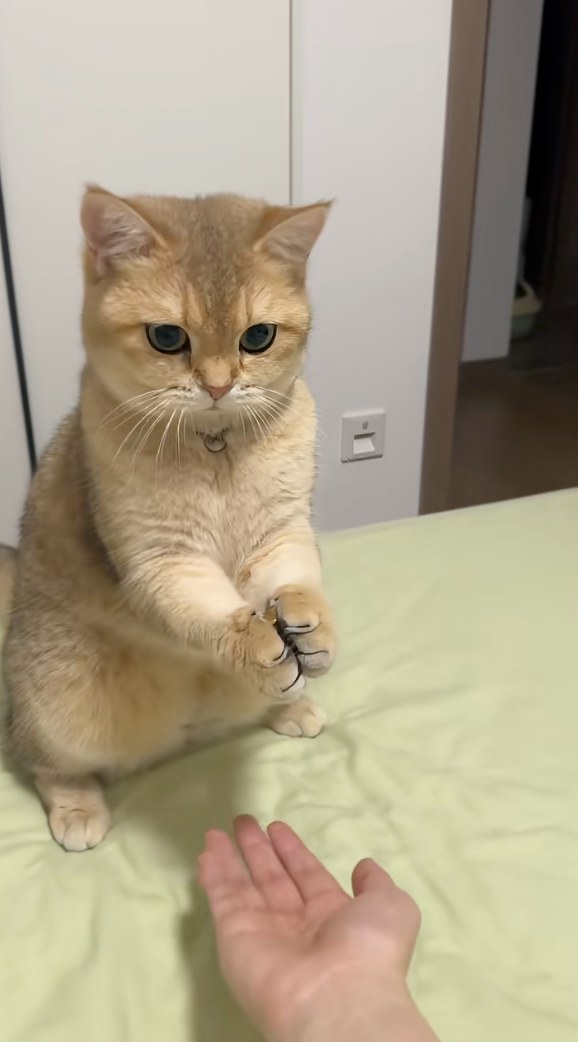 喵：欸嘿！接住了！