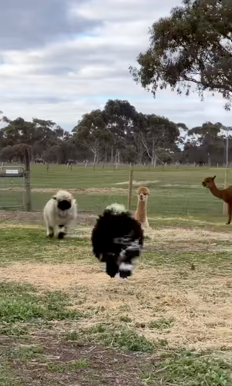 牠們還特別喜歡在農場裡蹦蹦跳跳！