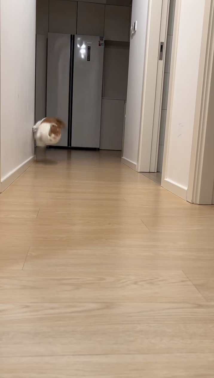 貓咪一個緊急轉彎！