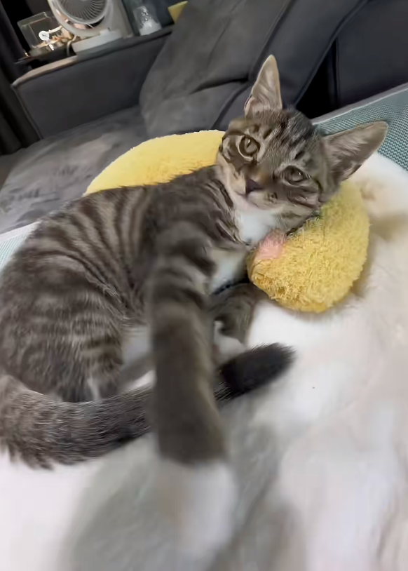 貓咪一臉抗拒被摸。