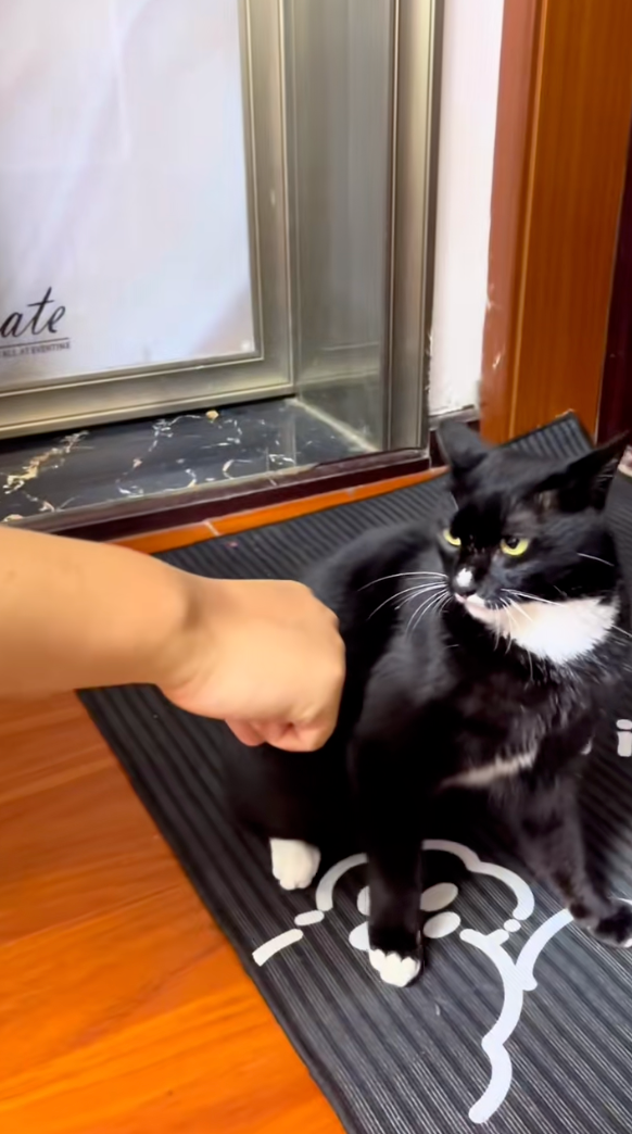 這表情是有多嫌棄男主人？