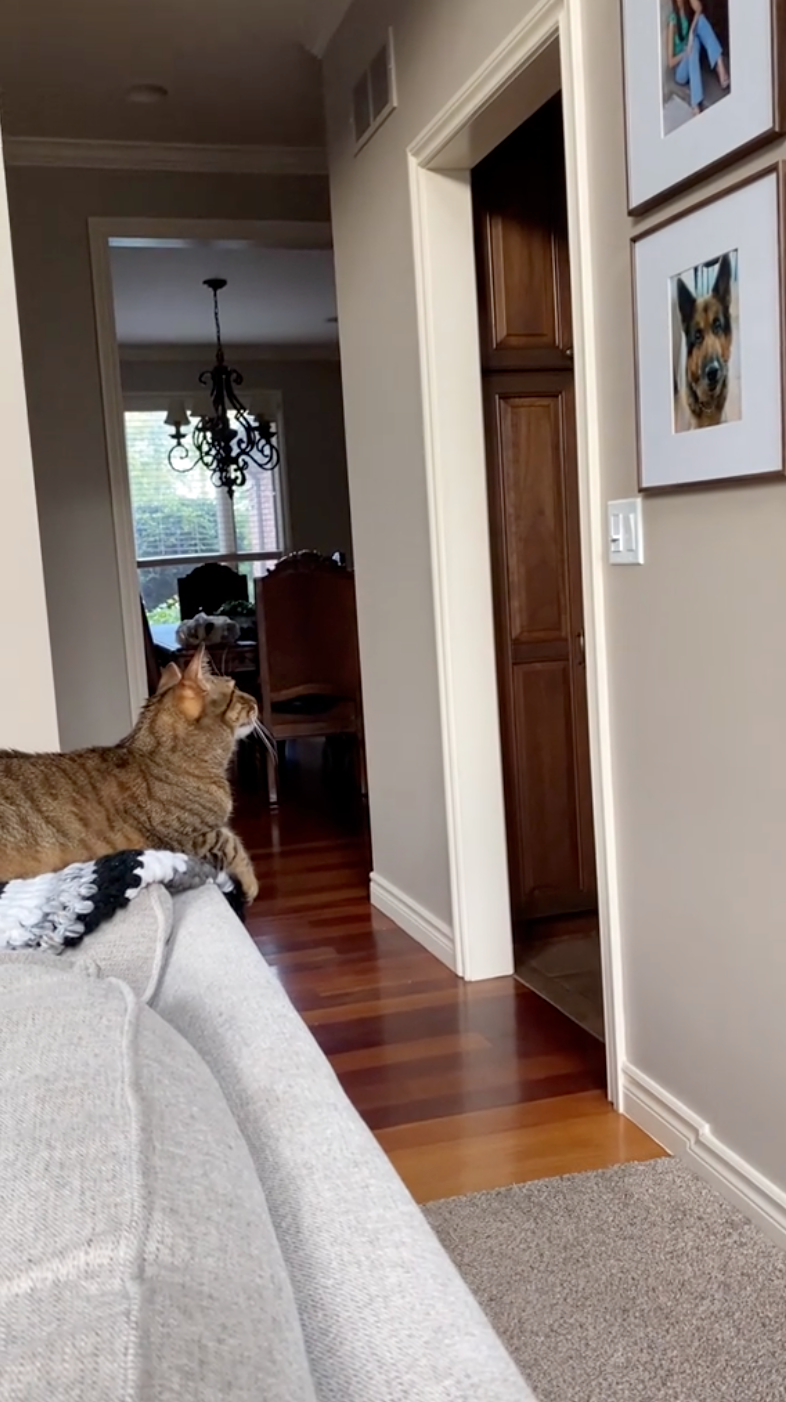 不知道貓咪這一刻在想什麼呢？