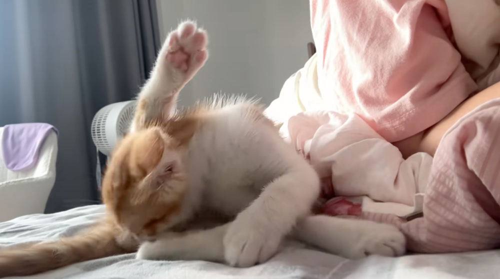 喵：不管了～繼續舔好了～