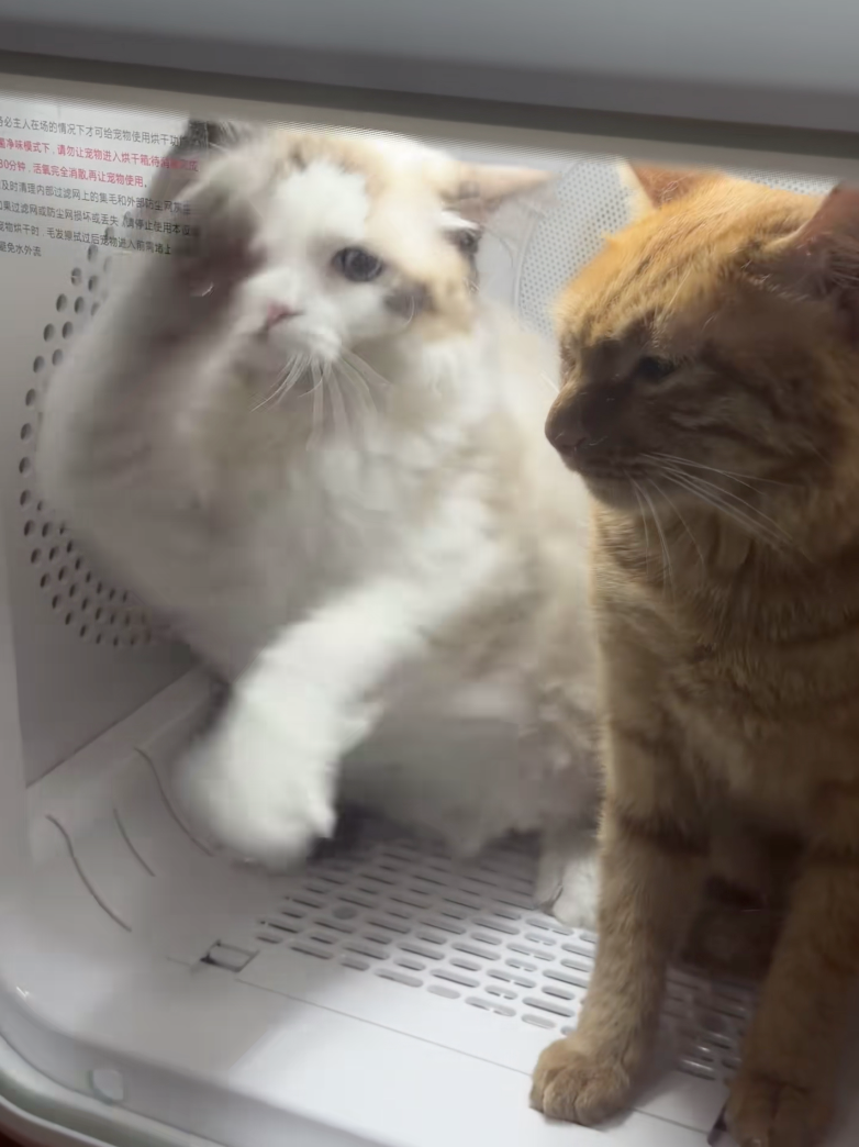 布偶：快點放朕出去！