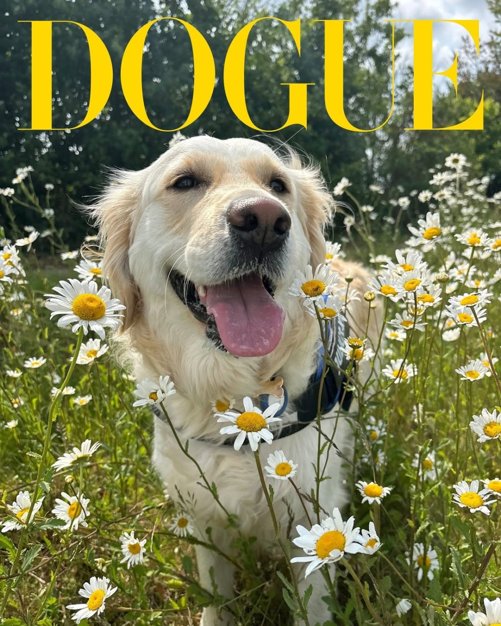 寵物時尚市場持續成長。