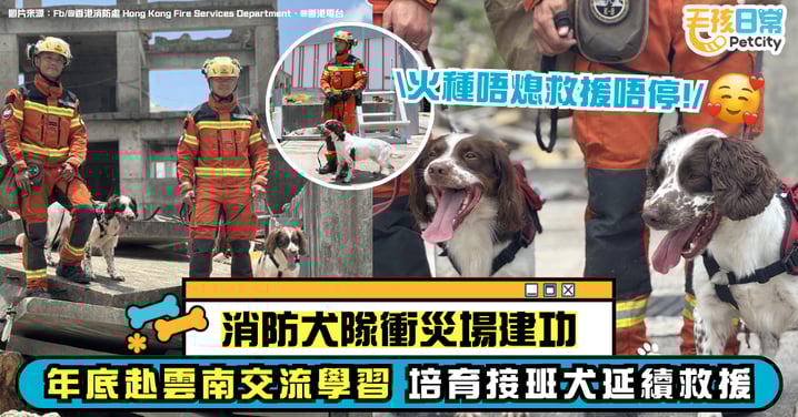 消防犬隊衝災區立功　年底赴雲南交流拚戰力　培育接班犬承救援火種