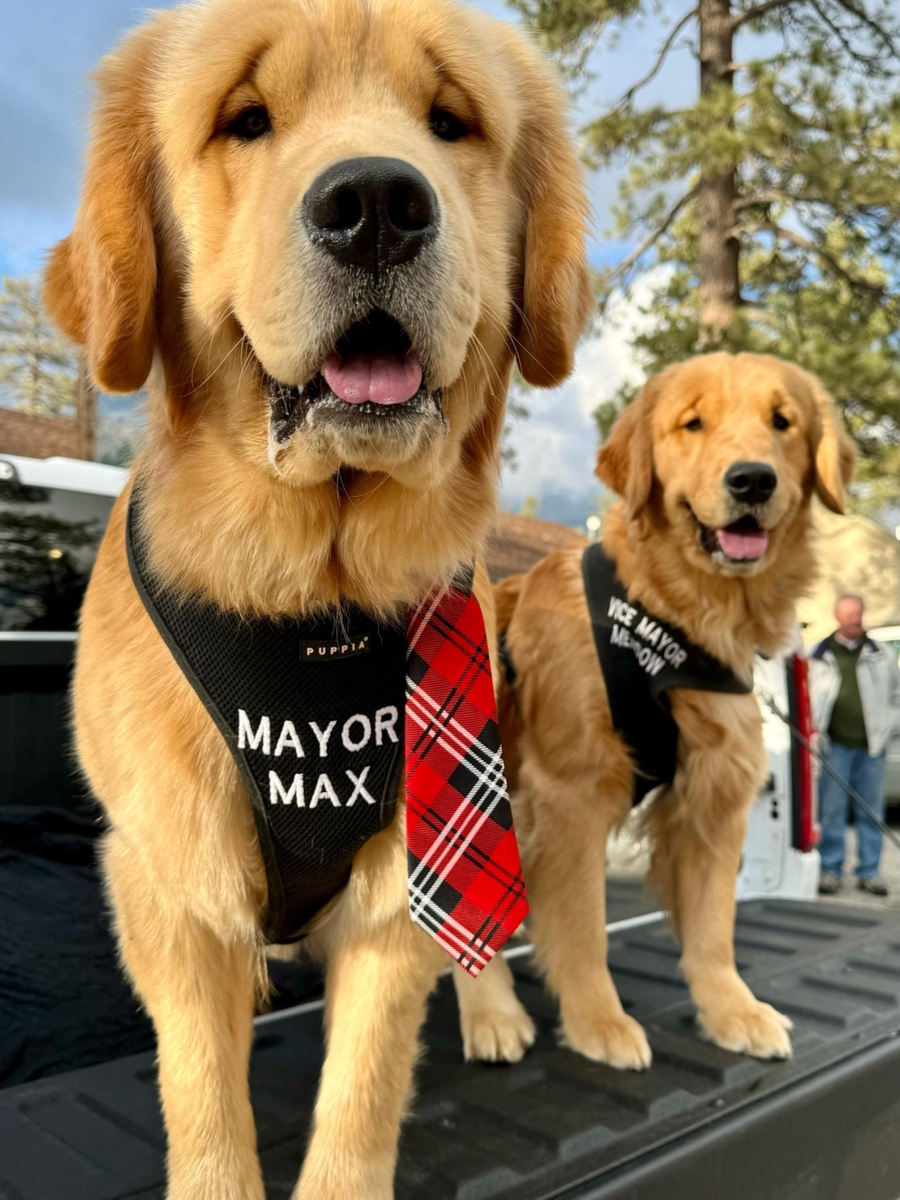 當地動保團體為了籌募資金，舉辦了一場別開生面的「動物市長選舉」。