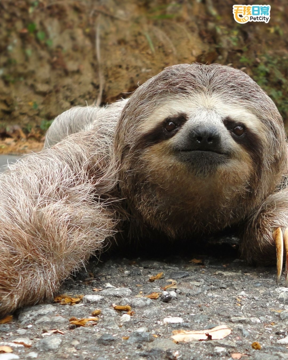 平常每分鐘跳100下的心臟，一潛水就壓到剩8下，比我們看到暗戀對象限時動態時還冷靜。