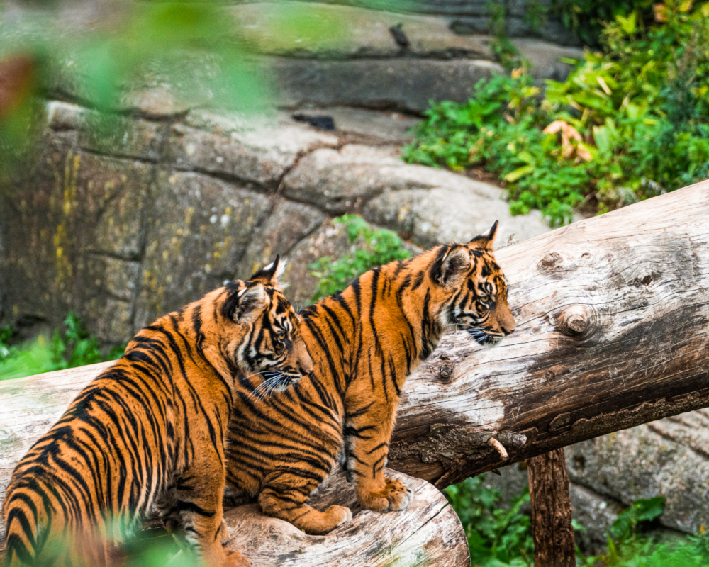 其他動物園亦採用相同做法。